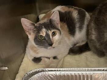 CLEO -  Domestic Short Hair Cat for Adoption in Auburn, California - CLEO | PetCurious