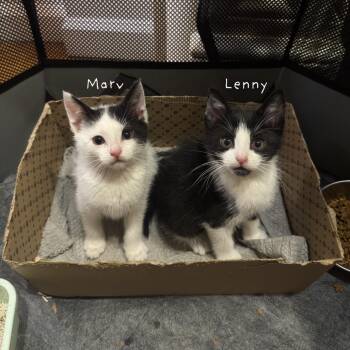 Domestic Short Hair Cats Available for Adoption - Marv | PetCurious