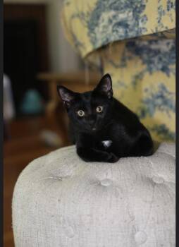 Initials Kitten: LB -  Domestic Short Hair Cat for Adoption - Initials Kitten: LB | PetCurious