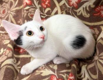 Pippa -  Domestic Short Hair Cat for Adoption in Lake Monroe, Florida - Pippa | PetCurious