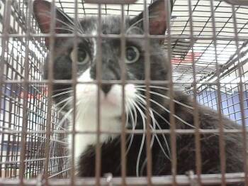 BIG KEVIN -  Domestic Medium Hair and Domestic Short Hair Cat for Adoption in Omaha, Nebraska - BIG KEVIN | PetCurious