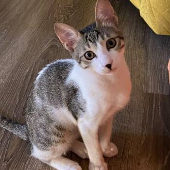 Shano -  Domestic Short Hair Cat for Adoption in Brampton, Ontario - Shano | PetCurious