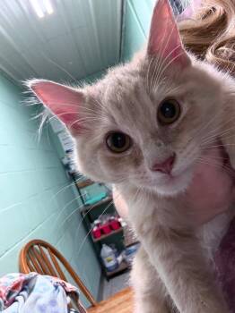 chocoberry -  Domestic Long Hair Cat for Adoption in Waverly, Tennessee - Chocoberry | PetCurious
