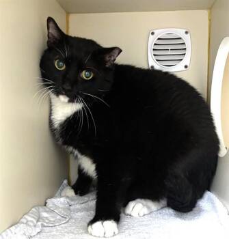 Domestic Short Hair Cats Available for Adoption in Dedham, Massachusetts - BIG WADE | PetCurious
