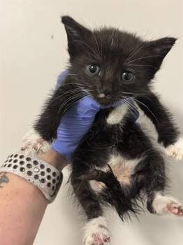 Domestic Short Hair Cats Available for Adoption in Doral, Florida - PEPPER | PetCurious