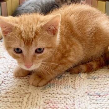Gary -  Domestic Short Hair Cat for Adoption in Washington, Pennsylvania - Gary | PetCurious
