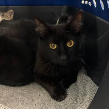 Natalie Nunn -  Domestic Short Hair Cat for Adoption in Manhattan, Kansas - Natalie Nunn | PetCurious