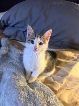 Alexandra -  Domestic Medium Hair Cat for Adoption in Wilmington, North Carolina - Alexandra | PetCurious