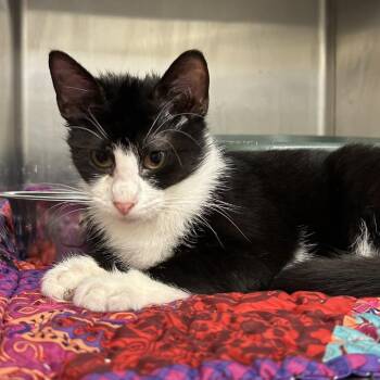 Earnest -  Domestic Short Hair Cat for Adoption in Buffalo, Minnesota - Earnest | PetCurious