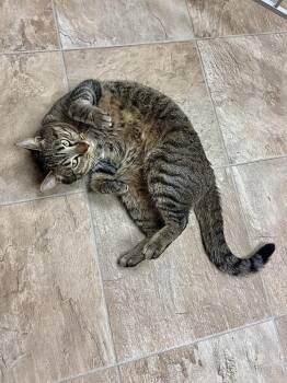 Collins -  Domestic Short Hair Cat Available for Adoption in Papillion, Nebraska - Collins | PetCurious