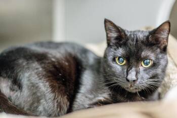 Domestic Short Hair Cats Available for Adoption in Hilton Head Island, South Carolina - Esquire | PetCurious