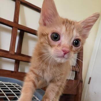 Domestic Short Hair Cats Available for Adoption in Melrose, Florida - Monica | PetCurious