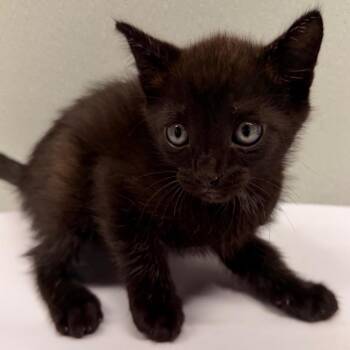 Domestic Short Hair Cats Available for Adoption in Tampa, Florida - Thumper | PetCurious