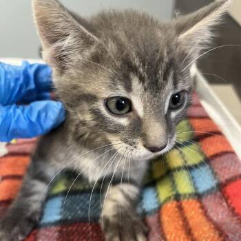 Lexie -  Domestic Short Hair Cat for Adoption in Oak Park, Illinois - Lexie | PetCurious