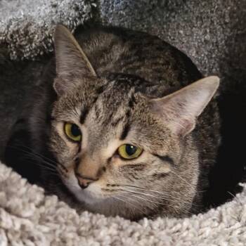 Domestic Short Hair Cats Available for Adoption - Harmony | PetCurious