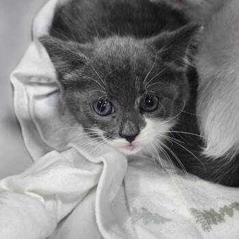 Tart -  Domestic Short Hair Cat for Adoption in Newark, New Jersey - Tart | PetCurious