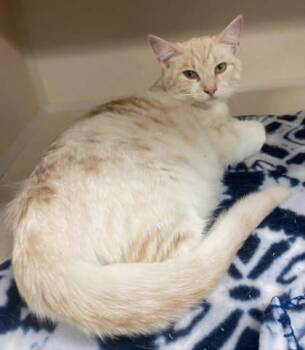 Domestic Short Hair Cats Available for Adoption in Bowling Green, Kentucky - Elsa (Bonded W Chucky) | PetCurious