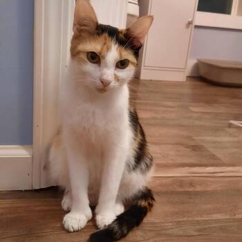 Domestic Short Hair Cats Available for Adoption in Watertown, New York - Salt | PetCurious