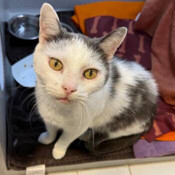 Patch -  Domestic Short Hair Cat for Adoption in Pittsburgh, Pennsylvania - Patch | PetCurious