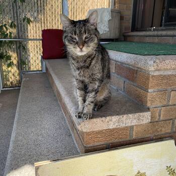 Prince -  Domestic Short Hair Cat for Adoption in Pompton Lakes, New Jersey - Prince | PetCurious