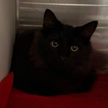 Rescue Domestic Medium Hair Cats for Adoption in Cedaredge, Colorado - Puffy | PetCurious