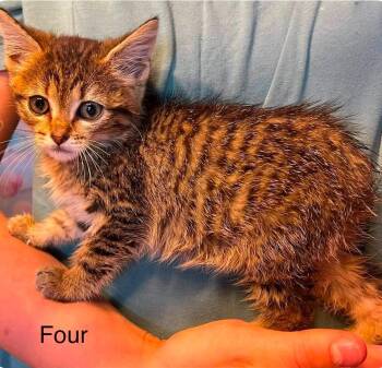 Domestic Short Hair Cats Available for Adoption in El Dorado, Arkansas - Massey | PetCurious
