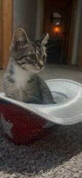 Pesto G. -  Domestic Short Hair Cat for Adoption in West Peoria, Illinois - Pesto G. | PetCurious