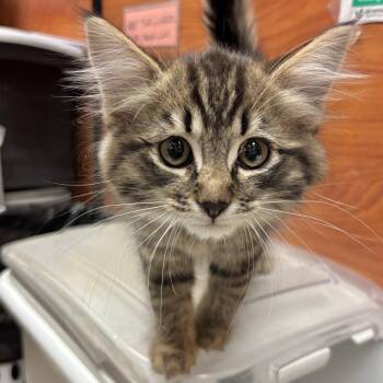 Domestic Long Hair Cats Available for Adoption in Sonora, California - Dax | PetCurious