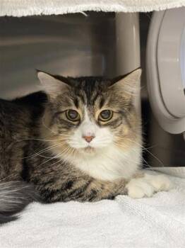 Kitty-Fairy The Brave -  Domestic Medium Hair and Domestic Short Hair Cat for Adoption in Montreal, Quebec - Kitty-Fairy The Brave | PetCurious