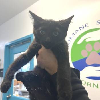 Grimshaw -  Domestic Short Hair Cat for Adoption in Albert Lea, Minnesota - Grimshaw | PetCurious