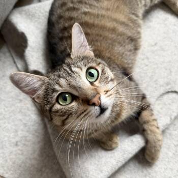 Domestic Short Hair Cats Available for Adoption - Fluff N Fold | PetCurious