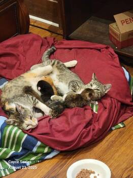 Rescue Domestic Short Hair Cats for Adoption in Brainardsvle, New York - Joey | PetCurious