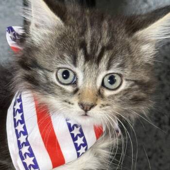 Fanta -  Domestic Short Hair Cat for Adoption - Fanta | PetCurious