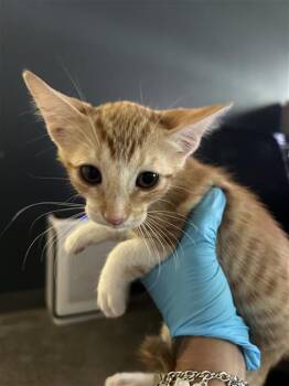 KARA -  Domestic Short Hair Cat for Adoption in San Antonio, Texas - KARA | PetCurious