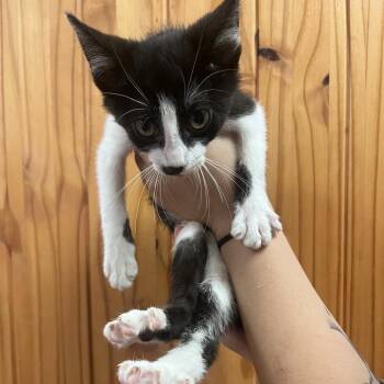 Leia -  Domestic Short Hair Cat for Adoption in Waco, Texas - Leia | PetCurious