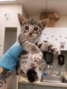 Willow -  Domestic Short Hair Cat for Adoption in Palm Coast, Florida - Willow | PetCurious