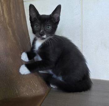Fendi -  Domestic Short Hair Cat for Adoption in Honolulu, Hawaii - Fendi | PetCurious