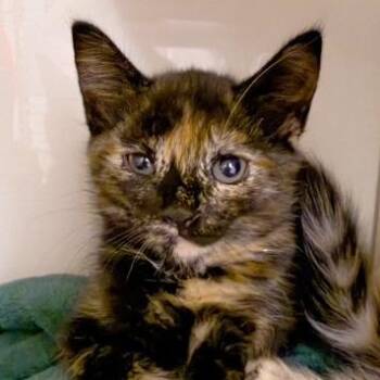Astro -  Domestic Short Hair Cat for Adoption in Redwood City, California - Astro | PetCurious