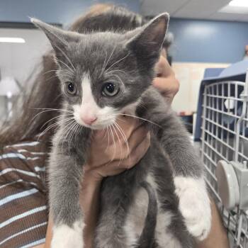 Eclair -  Domestic Short Hair Cat for Adoption in Newark, New Jersey - Eclair | PetCurious