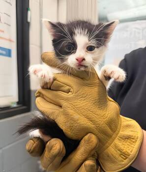 Patrick -  Domestic Short Hair Cat for Adoption in Nashville, Tennessee - Patrick | PetCurious