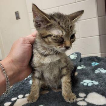 Kevin -  Domestic Short Hair Cat for Adoption in Lake Panasoffkee, Florida - Kevin | PetCurious