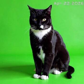 Domestic Short Hair Cats Available for Adoption in Evergreen, Colorado - Harvey | PetCurious
