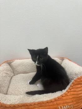 Oreo -  Domestic Short Hair Cat for Adoption in Newberg, Oregon - Oreo | PetCurious