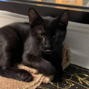 Rescue Domestic Short Hair Cats for Adoption in The Colony, Texas - Groot | PetCurious