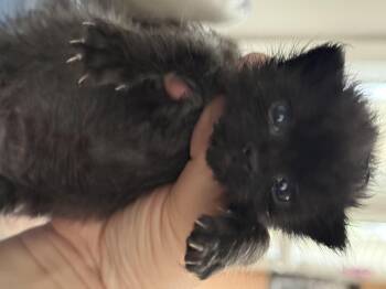 Danny -  Domestic Short Hair Cat for Adoption in Fruit Heights, Utah - Danny | PetCurious