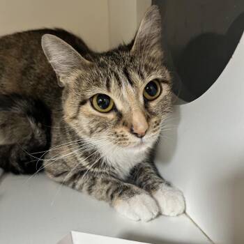 Domestic Short Hair Cats Available for Adoption in Uniontown, Pennsylvania - Winnie | PetCurious