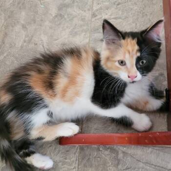 TAWNY -  Calico Cat for Adoption in Niagara-on-the-lake, Ontario - TAWNY | PetCurious