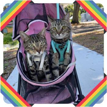Aizen -  Domestic Short Hair Cat for Adoption in Clearwater, Florida - Aizen | PetCurious