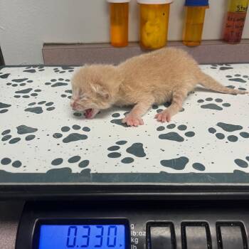 Domestic Short Hair Cats Available for Adoption in Durango, Colorado - Darby | PetCurious
