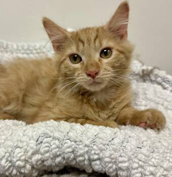 Albert -  Maine Coon and Domestic Long Hair Cat for Adoption in Phoenix, Arizona - Albert | PetCurious